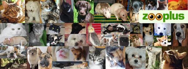 Tanti animali e un unico shop: zooplus.