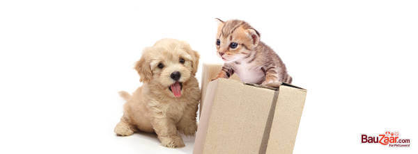 Immagine promozionale del negozio Bauzaar